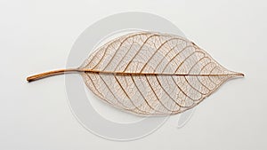 This artistic display highlights nature s complexity and fragility