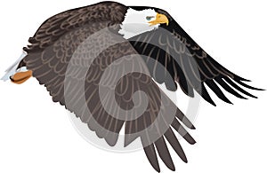 Artistic drawing of American symbol of the wild bald eagle in flight with no background with white head and brown wings and