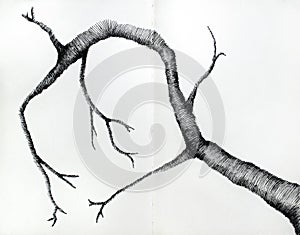 Artistic drawing of branche in black ink on white pages