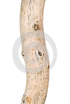 Artistic driftwood dry naked barkless tree trunk, isolated closeup