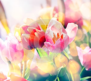 Umělecký vybledlý z jaro tulipány 