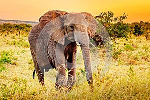 Artistic fantastic african sunset landscape. African elephant in Amboseli National Park. Kenya, Africa at sunset