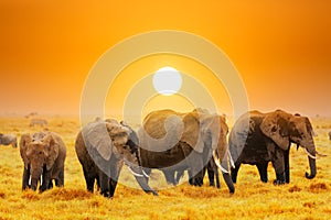 Artistic fantastic african sunset landscape. African elephants in Amboseli National Park. Kenya, Africa at a sunset