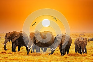 Artistic fantastic african sunset landscape. African elephants in Amboseli National Park. Kenya, Africa at a sunset