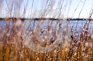 Artistic focus view of dead grasses, reeds and wildflowers. Lake in background