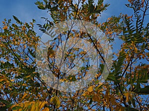 Artistic forms of yellow and green autumn leaves