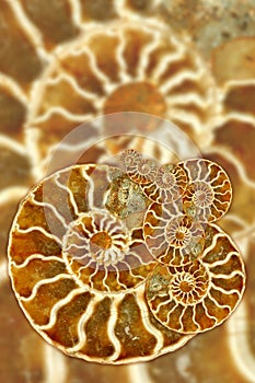 Artistic Fossil Pattern photo