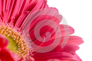 Artistic gerbera flower background