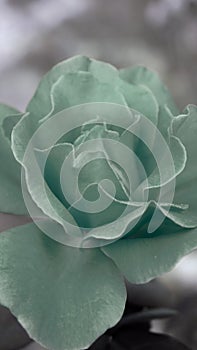 artistic green rose in the garden