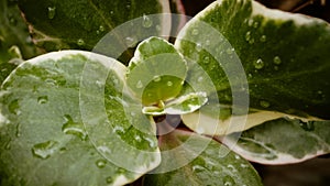 artistic Hoya kerrii leaf in the garden