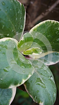 artistic Hoya kerrii leaf in the garden