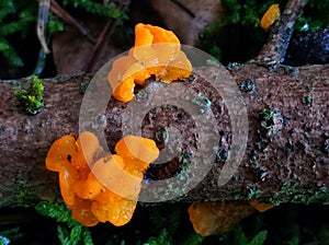 Artistic iced golden yellow jelly fungus vibrant strong colored on dead tree branch in macro view