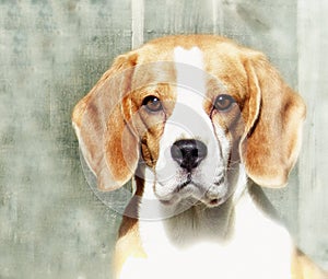 Artistic image of a beagle dog