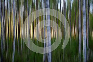 An artistic image of a forest in back light