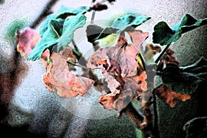 ARTISTIC IMAGE OF DEAD SHRIVELLED GERANIUM LEAVES