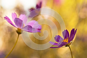 Artistic image of garden flowers. Purple flowers on a yellow toned background. Selective soft focus.