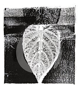 Imprints of leaves - Graphics - monoprint