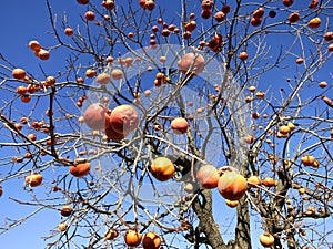 Artistic Image of Orange or Peachish Fruits on Tree -- The fruits just pop out at you, good for album cover, art, design