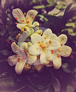 Artistic jasmine flower with dew drops in the rainy day close up