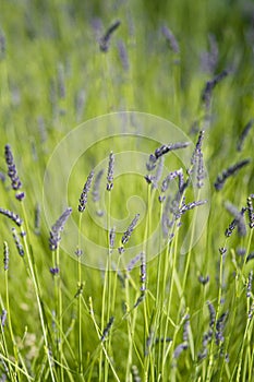 Artistic  lavender background