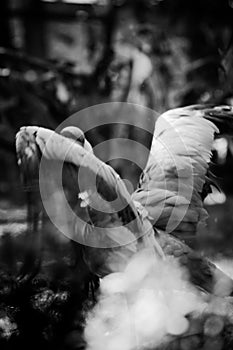 An artistic long exposure photo of a Demoiselle crane (Grus virgo) flapping its wings