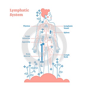 Artistic lymphatic system anatomical vector illustration diagram poster, decorative and elegant medical scheme with lymph nodes.