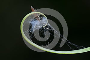 Artistic macro shot of the tiny creeping tendril with insect web on tip.
