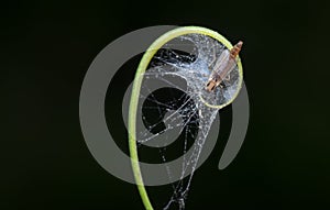 Artistic macro shot of the tiny creeping tendril with insect web on tip.