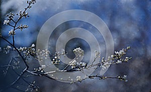 Art Abstract spring floral background for design.Spring border background with white blossom.Web Banner.Beautiful Nature.