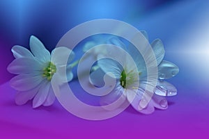 Art Abstract Summer Floral Background.Creative Flowers.Beautiful Blue Nature Wallpaper.Celebration,love.Holidays.Water Drop.Colors