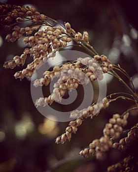 artistic okra seed in the brown background