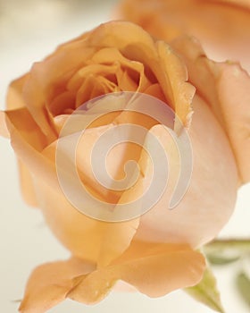 artistic orange rose in the white background