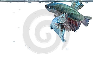 Artistic pair of betta fighting fish, with water surface border
