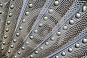 Artistic pattern in feathers made of lines, dots and circles
