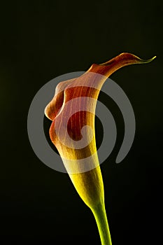 Artistic photo close-up to beatiful romantic calla lilly flower over black background