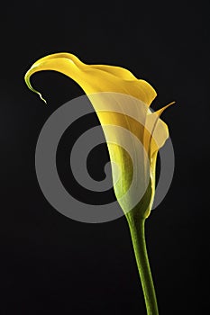 Artistic photo close-up to beatiful romantic calla lilly flower over black background