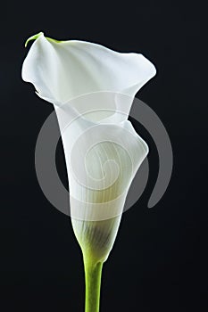 Artistic photo close-up to beatiful romantic calla lilly flower over black background