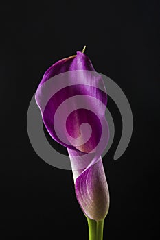 Artistic photo close-up to beatiful romantic calla lilly flower over black background