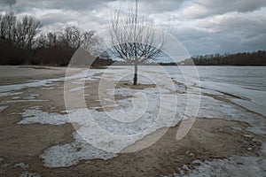 Artistic photo of naked tree on the river bank