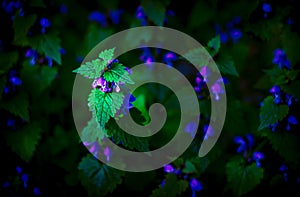 Artistic photo of wild flowers with glowing flowers on a dark background