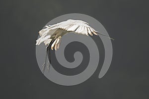 An artistic photograph of a flying Egret bird with all itâ€™s feathers