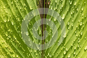 An artistic photograph of rain drops on a leaf