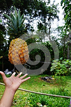 Artistic photography of a pineapple photo