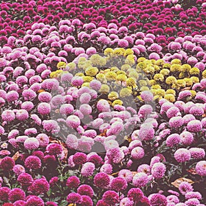artistic ping pong chrysanthemum in the garden