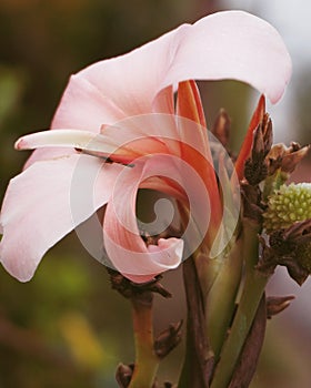 artistic pink cannaceae flower in the garden
