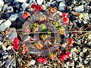 Artistic plant red green colored growing in stone soil in sunlight photo
