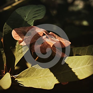 artistic poi sian flowers in the garden