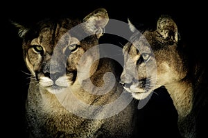 Artistic portrait of a Cougar or mountain lion or Puma Concolor isolated in black background