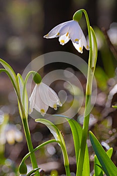 Artistic portrait of spring snowflake  leucojum vernum flowers blooming in early spring in alpine valley `FrÃ¼hlingstal` in Kalte