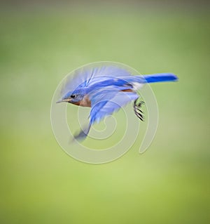 Artistic portrayal of North Carolina bluebird in flight